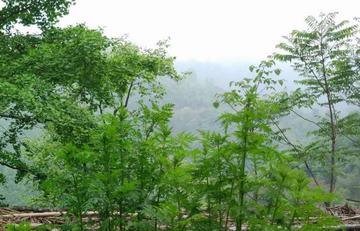 海信液晶电视机怎么样 海信液晶电视机的优缺点
